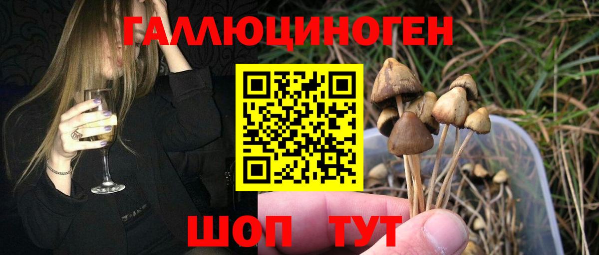 Псилоцибиновые грибы Cubensis Барнаул